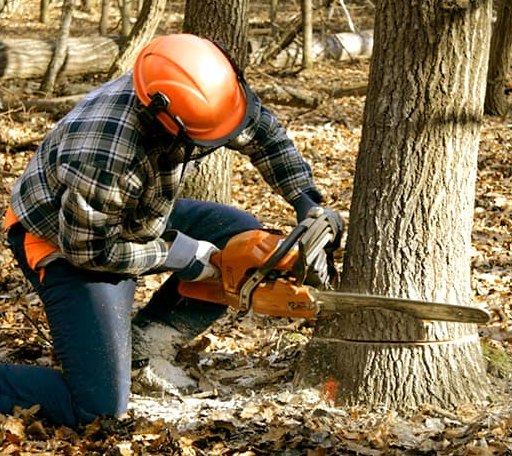 Tree Removal in North Windham, CT